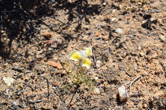 Moraea serpentina