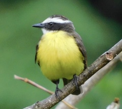 Myiozetetes cayanensis