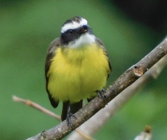 Myiozetetes cayanensis