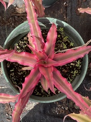 Cryptanthus