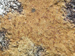 Ionaspis lacustris
