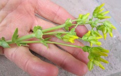 Sebaea capitata capitata