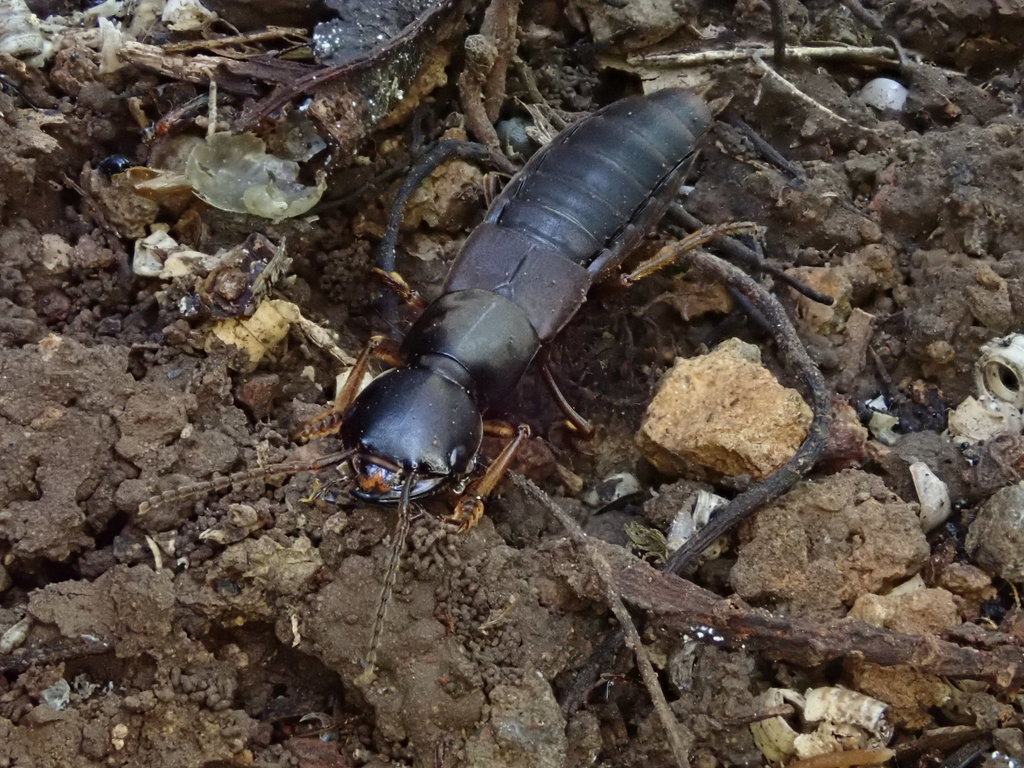 Protogoerius brullei
