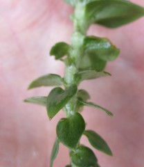 Sebaea capitata capitata