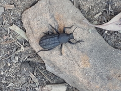 Amycterus