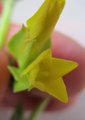 Sebaea capitata capitata