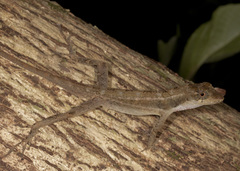 Anolis roatanensis