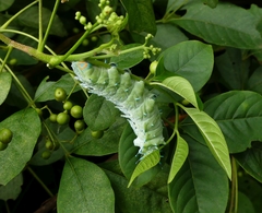 Attacus taprobanis