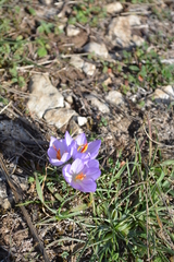 Crocus thomasii