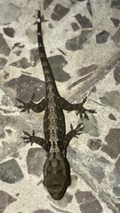 Aristelliger praesignis