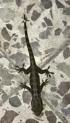 Aristelliger praesignis