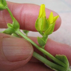 Sebaea capitata capitata