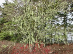 Usnea trichodea