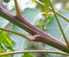 Salticidae