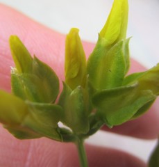 Sebaea capitata capitata