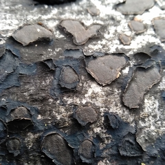 Biscogniauxia nummularia