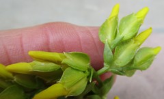 Sebaea capitata capitata