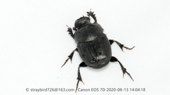 Onthophagus fodiens