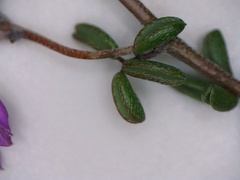 Indigofera concava