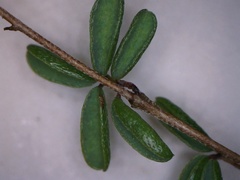 Indigofera concava