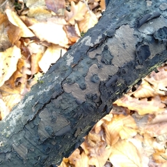 Biscogniauxia nummularia