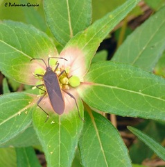 Staluptus marginalis