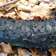 Biscogniauxia nummularia