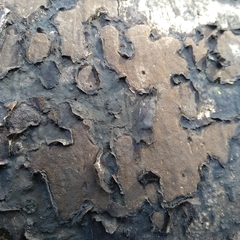 Biscogniauxia nummularia