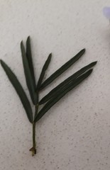 Psoralea affinis