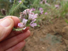 Aspalathus cephalotes violacea