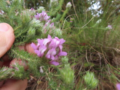 Aspalathus cephalotes violacea