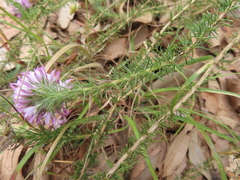 Aspalathus cephalotes violacea