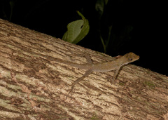 Anolis roatanensis