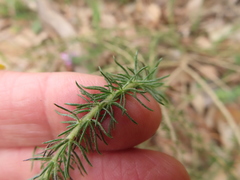 Aspalathus cephalotes violacea