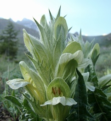 Acanthus hirsutus