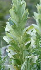 Acanthus hirsutus