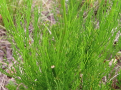 Glia prolifera