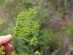 Glia prolifera