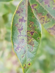 Ectoedemia heringella