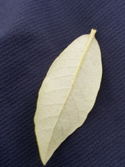 Ectoedemia heringella