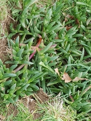 Carpobrotus glaucescens