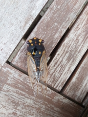 Macrotristria angularis