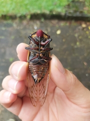 Macrotristria angularis