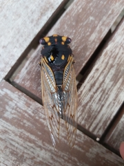 Macrotristria angularis