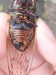 Macrotristria angularis