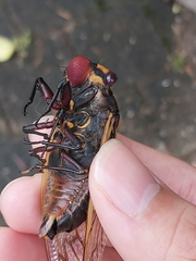 Macrotristria angularis