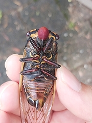 Macrotristria angularis