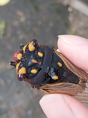 Macrotristria angularis