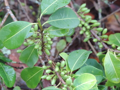 Erythroxylum argentinum