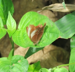 Abisara saturata